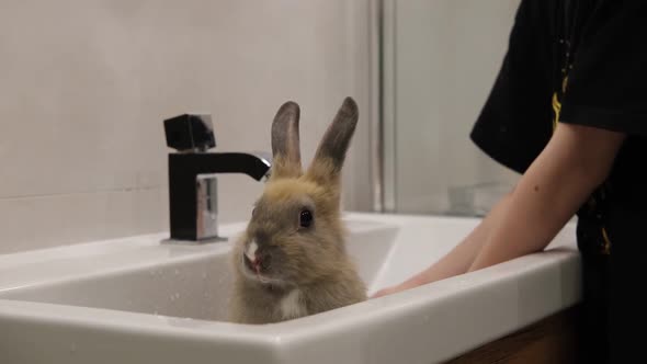 the Girl Washes the Rabbit in the Sink, Stock Footage | VideoHive