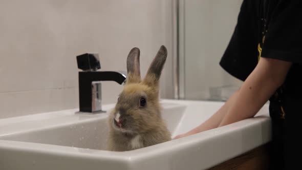the Girl Washes the Rabbit in the Sink