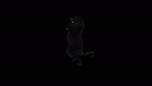 Panther Dancing 4K alt