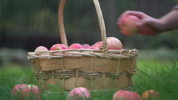Straw Basket with Ripe Apples on a Green Lawn in the Yard alt
