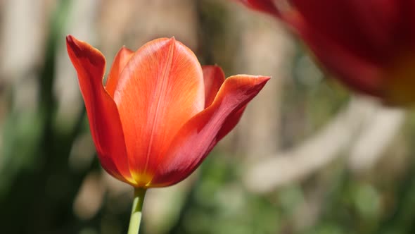 Shallow DOF red Tulipa gesneriana flower in the garden 4K 2160 30fps UltraHD footage -  Didier tulip alt