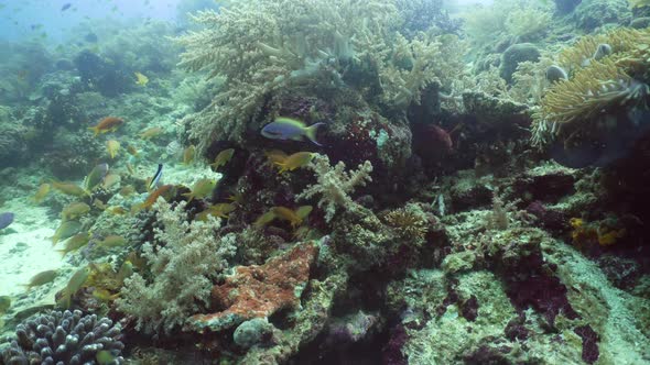 Coral Reef and Tropical Fish alt