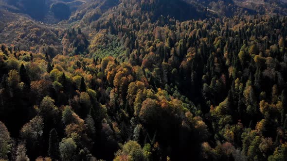 Bird's Eye View on Wonderful Deep Forested Caucasian Slopes