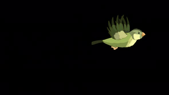 Green forest bird takes off and flies alpha matte 4K
