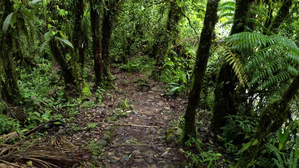 Going down a beautiful trail in a tropical forest with many different plants  alt