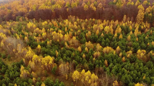 Amazing aerial birds eye view forest, trees at fall season.