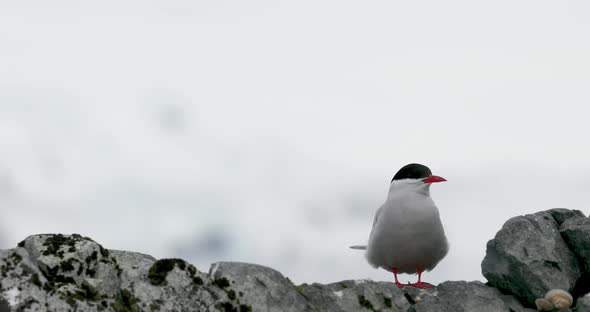 Bird perching on rock, Cuverville Island, Antarctica