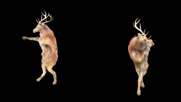 Deer Dancing HD alt