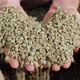 Green coffee beans in hands - VideoHive Item for Sale