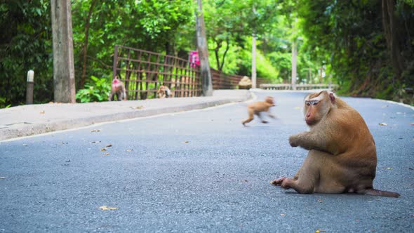 The Monkey Is Sitting on The Road in The Park. Asia, Tropical Forest, National Park alt