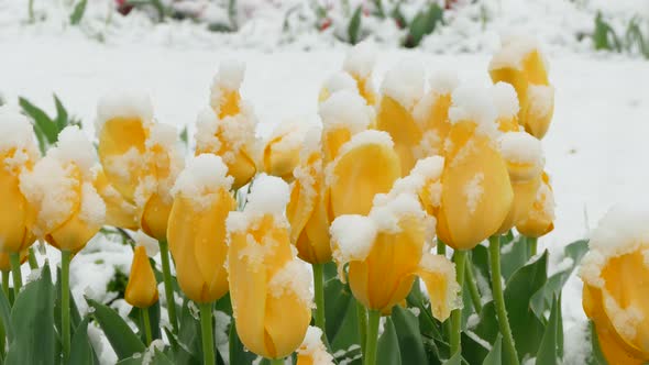 Yellow Flowers Freeze During a Snowfall