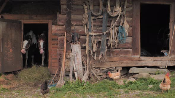  Rural scene. Old wooden stable with two horses on front, back yard. Agriculture. Horses in stable. 