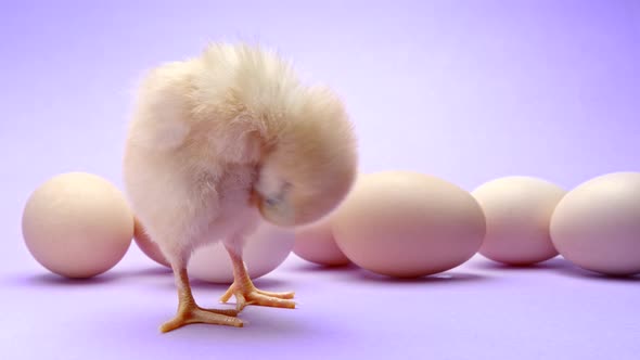 Newborn Poultry Yellow Chicken on Violet Background with Eggs in Studio alt