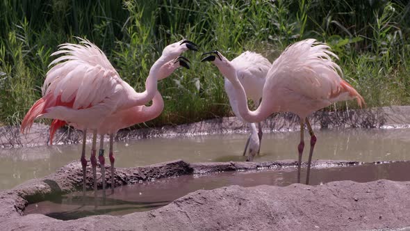 Flamingos standing in pond biting at each other alt
