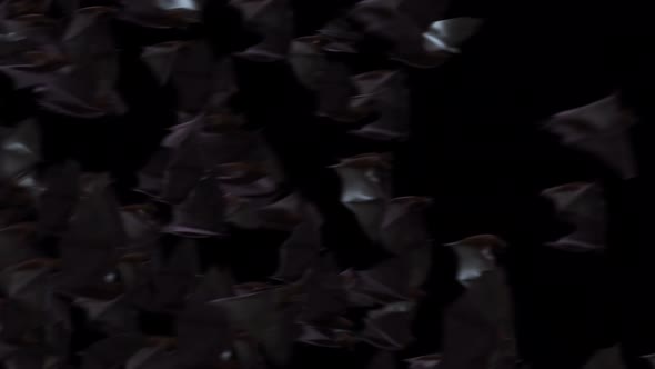 Halloween Bat Transitions alt