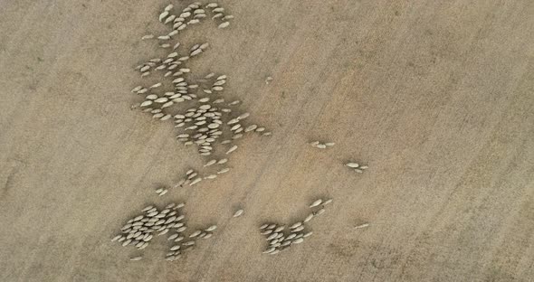 overhead view of sheep herd moving. Top down view of sheep herd feeding on field alt