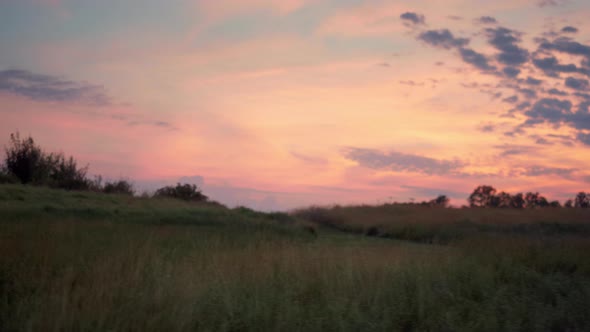 Bird of prey in meadow at sunset. Lens 2, Stock Video