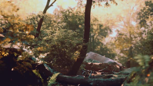 Fog in the Mysterious Rainforest alt