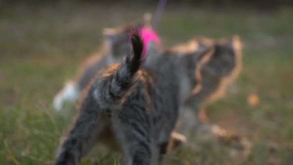 Cute Kittens Playing In The Garden alt