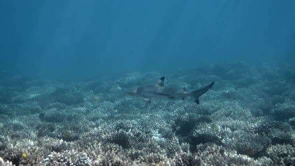 Tropical Seascape Coastline with Blacktip Reef Shark Underwater alt