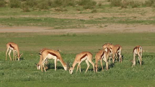 Feeding Springbok Antelopes - South Africa alt