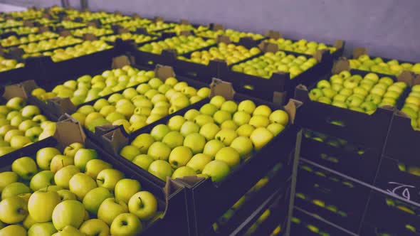 Many Boxes of Yellow Apples