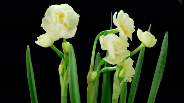Blooming White Narcissus Flower alt