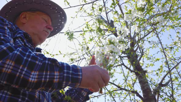 An Old Farmer with Hat Checks the Bloom in His Orchard alt