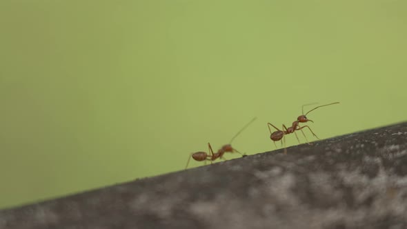 Macro Plan Brown Ants Run on an Inclined Surface Against a Green Background