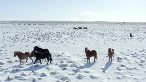A Pack of Beautiful Inquisitive Icelandic Horses in Snowy Conditions alt