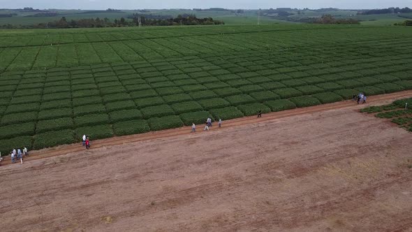 Experimental Soybeans Field Drone 11