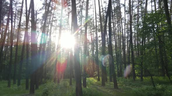 Summer Forest with Pine Trees Slow Motion alt