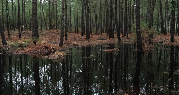 Coniferous trees in the Landes forest. Nouvelle Aquitaine, France. alt