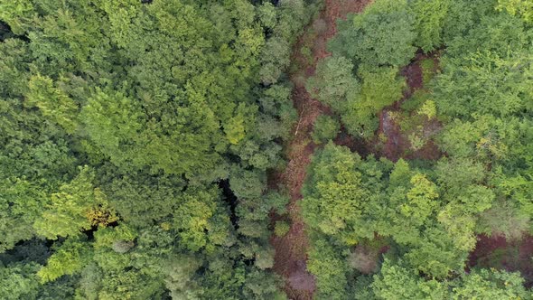 Aerial View of Forest in Valley