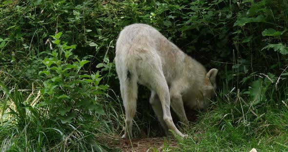 Arctic Wolf, canis lupus tundrarum, Female who digs the earth, Real Time 4K alt
