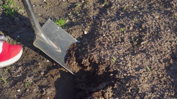 Shovel Digging Up Ground for Planting