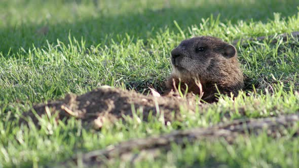 UHD A groundhog sits patiently at the entrance of a tunnel into a hillside alt