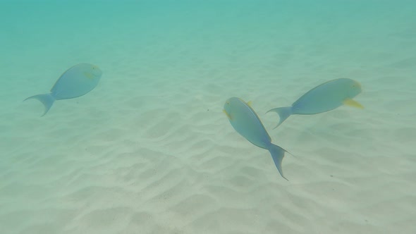 Fish In The Ocean alt