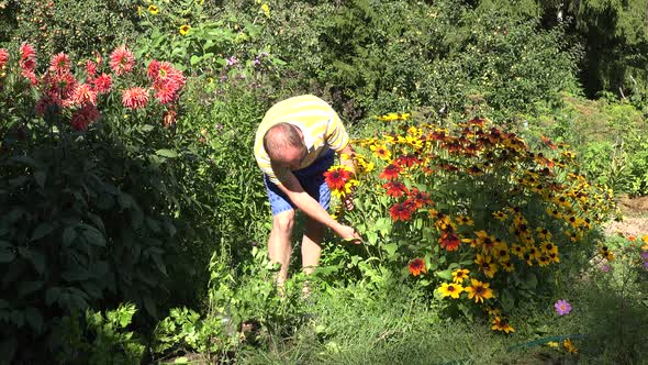 Loving Husband Boyfriend Guy Man in Shorts Picking Rudbeckia Flowers in Sunny Garden