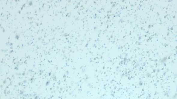 various forms of life in a drop of water. the simulation of the protozoan organism has loop alt