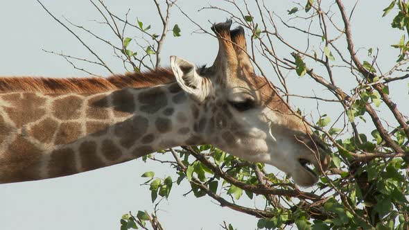 Giraffe (Giraffa giraffa giraffa) close-up eating from top of a tree, chewing, looking at camera. Lo alt