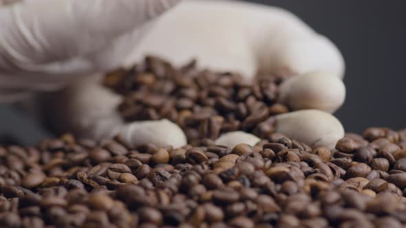 View Roasted Coffee Grains on Palm in White Gloves Close Up alt