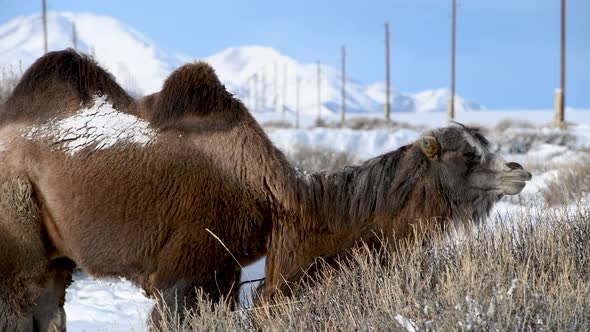 Brown Furry Bactrian Camel Eats Camelthorn Plant in Winter
