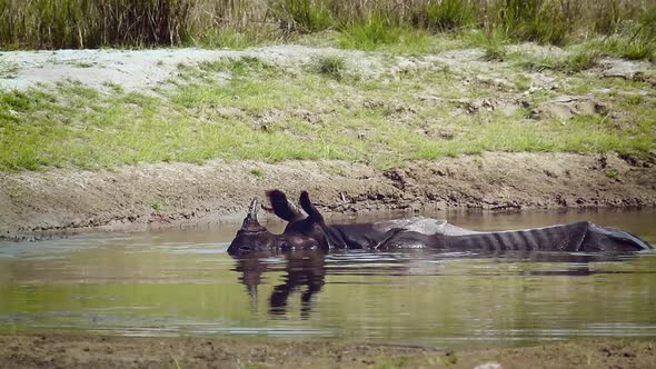 Greater One-horned Rhinoceros in Bardia national park, Nepal alt