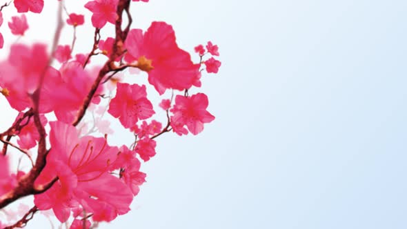 Cherry Blossom 4K Background