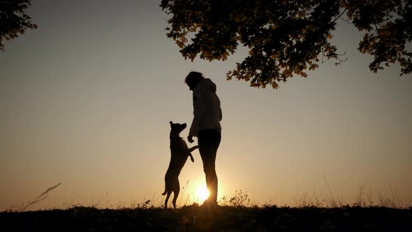 Silhouettes of Woman Training and Playing with Her Dog During Amazing Sunset alt