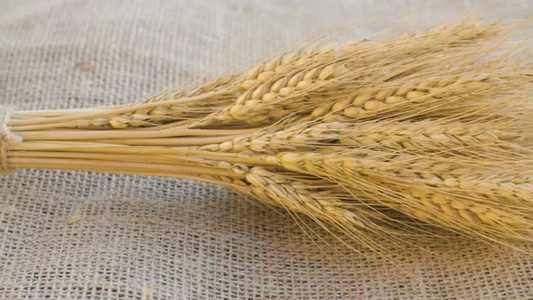 Sheaf of ripe rye ears