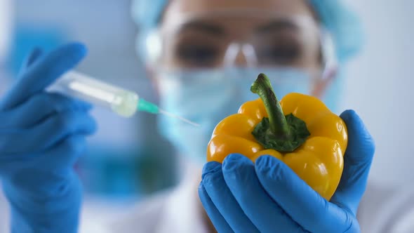 Lab Worker Injecting Pesticide Liquid in Pepper, Analyzing Gmo Food, Experiment alt