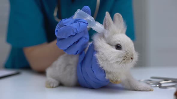 Vet Dropping Medicaments in Rabbit Ears, Stock Footage | VideoHive