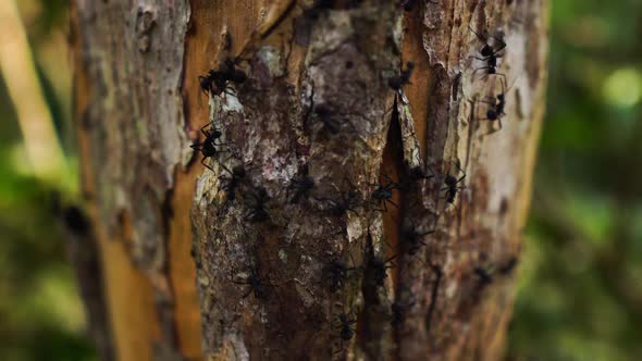 Close-up of a black ants colony on tree bark. Descending view. Slow Motion alt